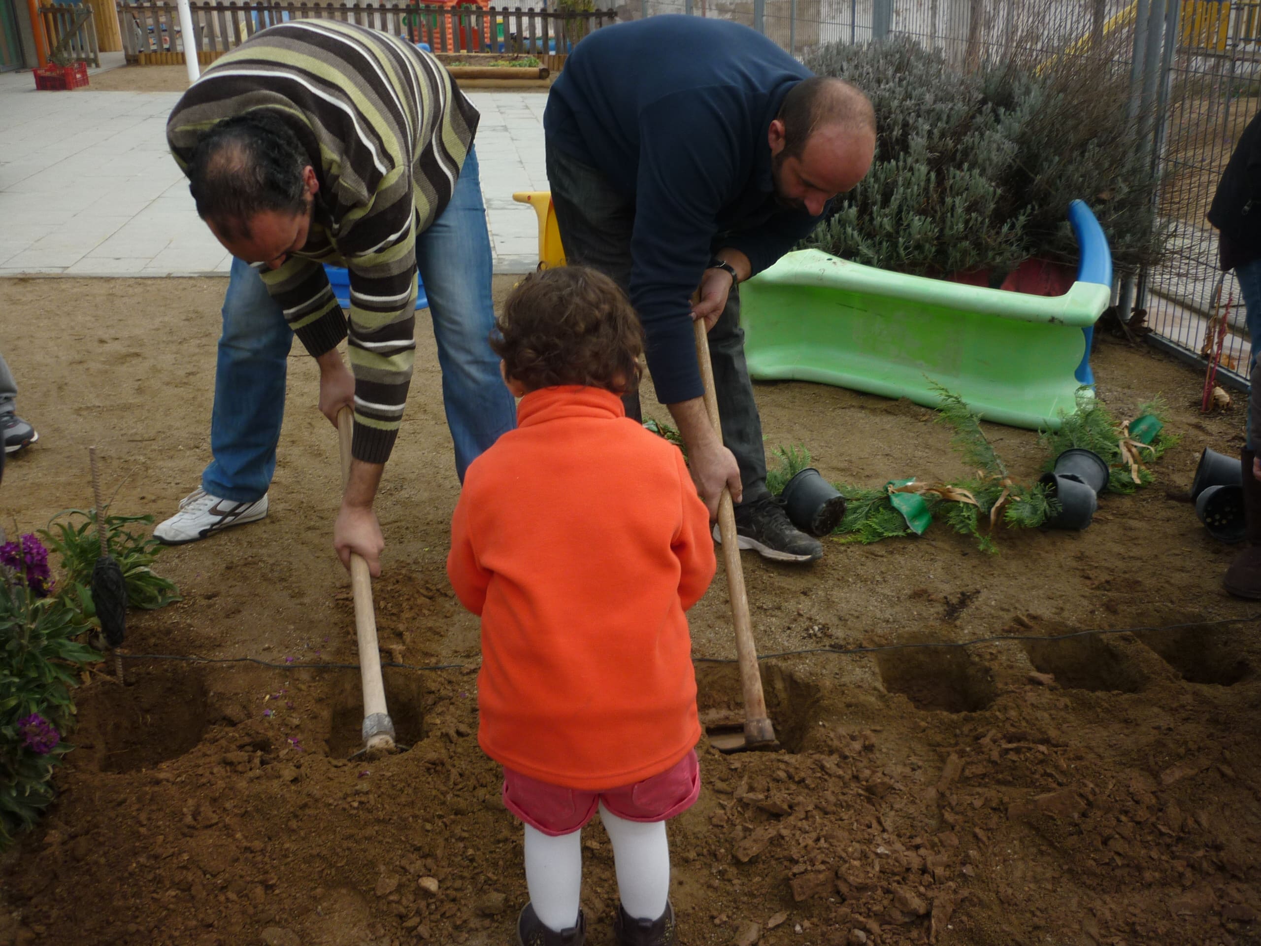 Plantada d’avets curs 2013-2014