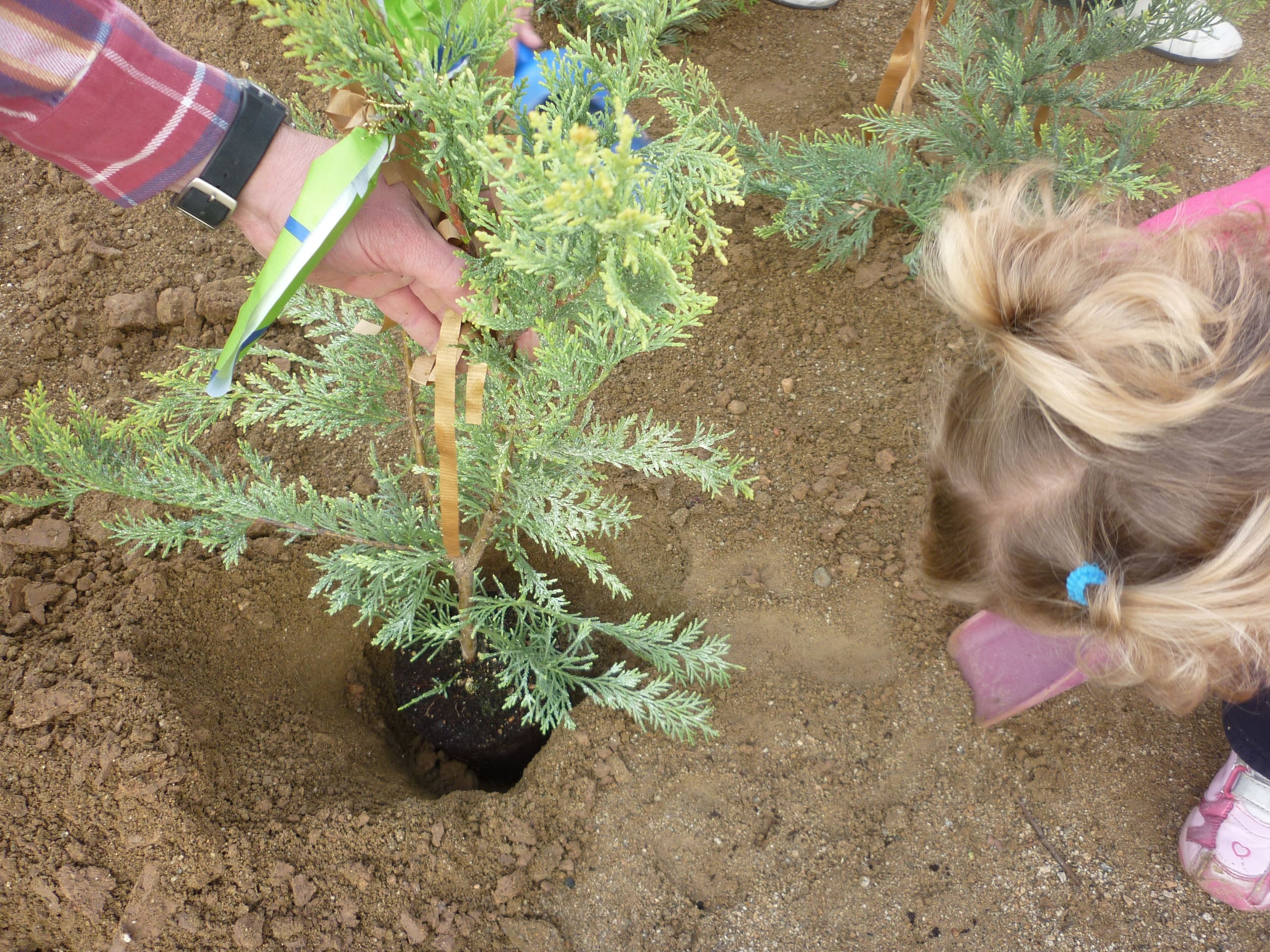 Plantada d’avets, curs 2013-2014