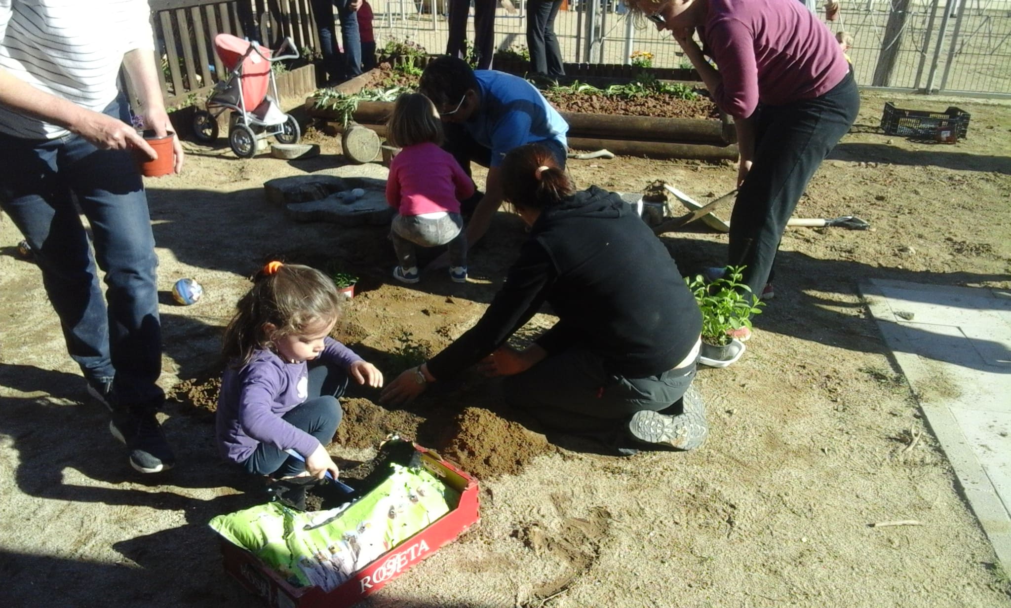 Famílies i infants plantant plantes aromàtiques. Curs 2016-2017