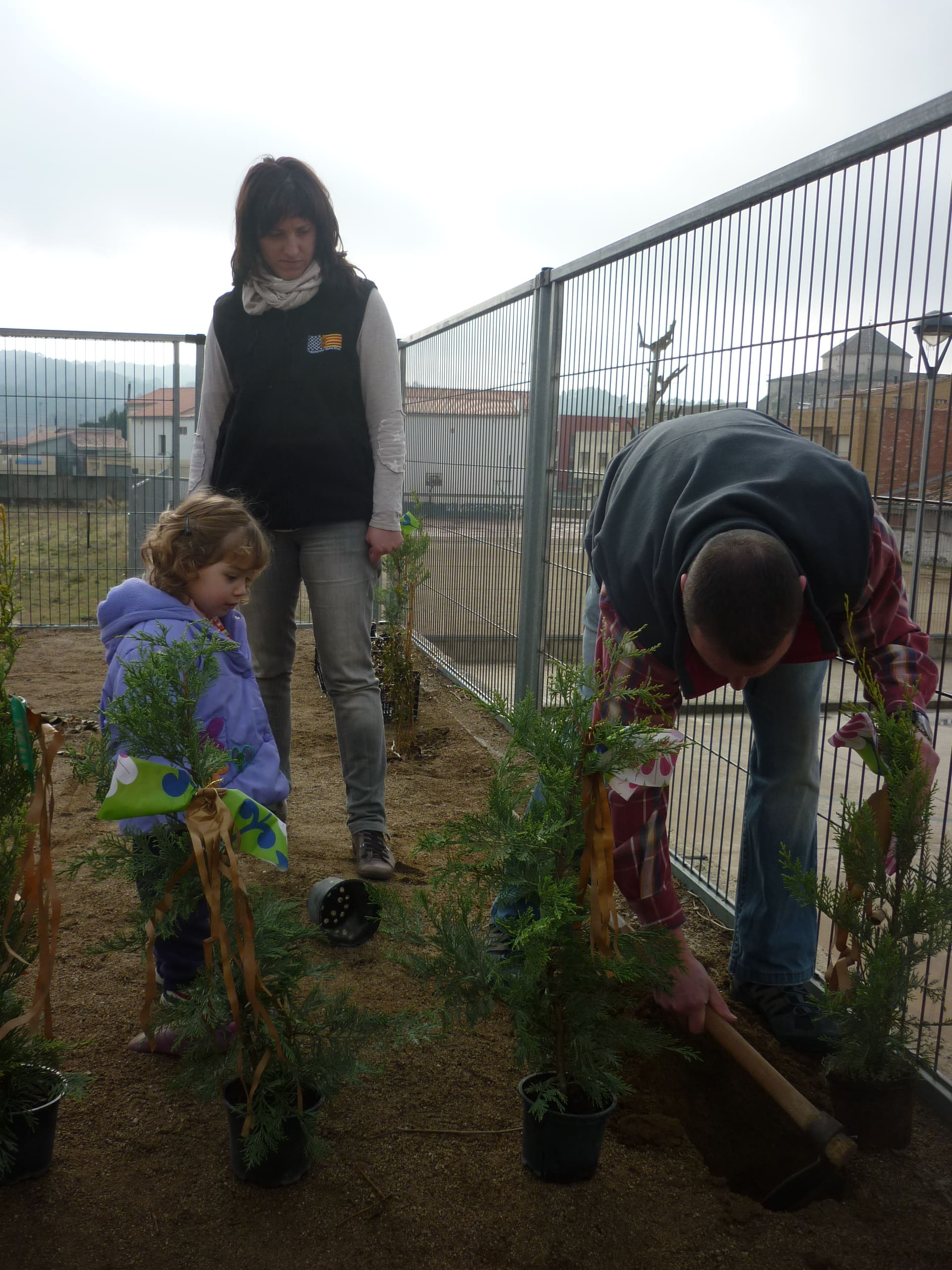 Plantada d’avets curs 2013-2014