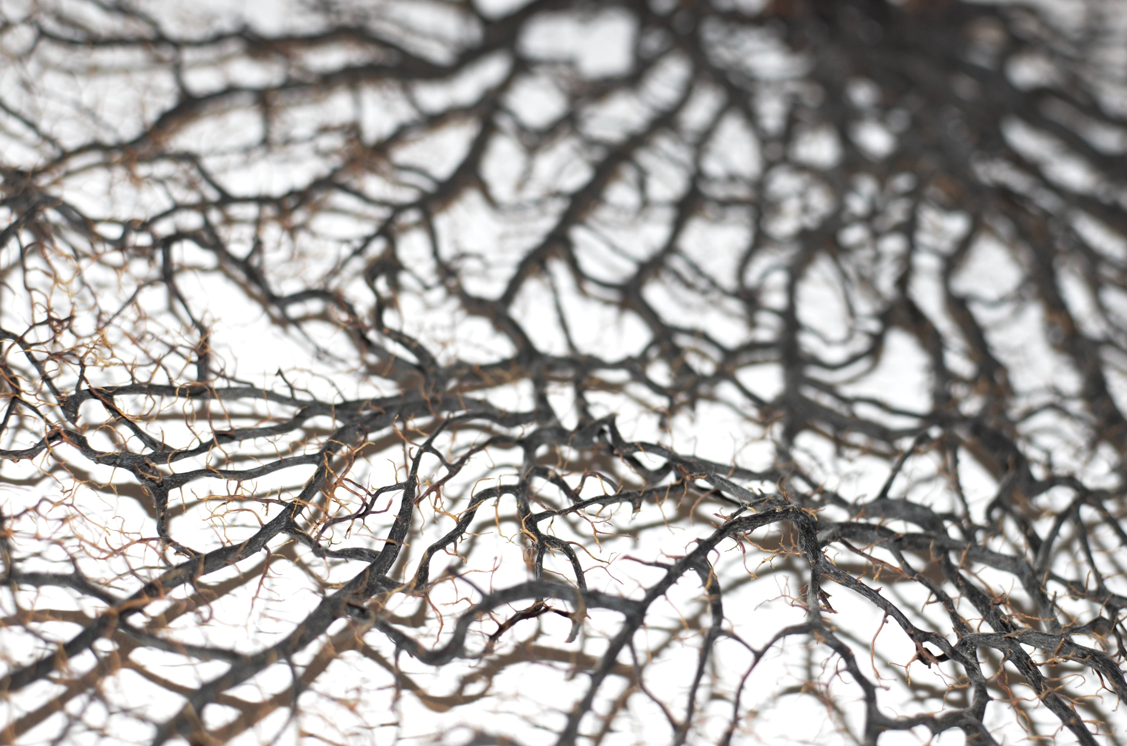 Consciència crítica radical