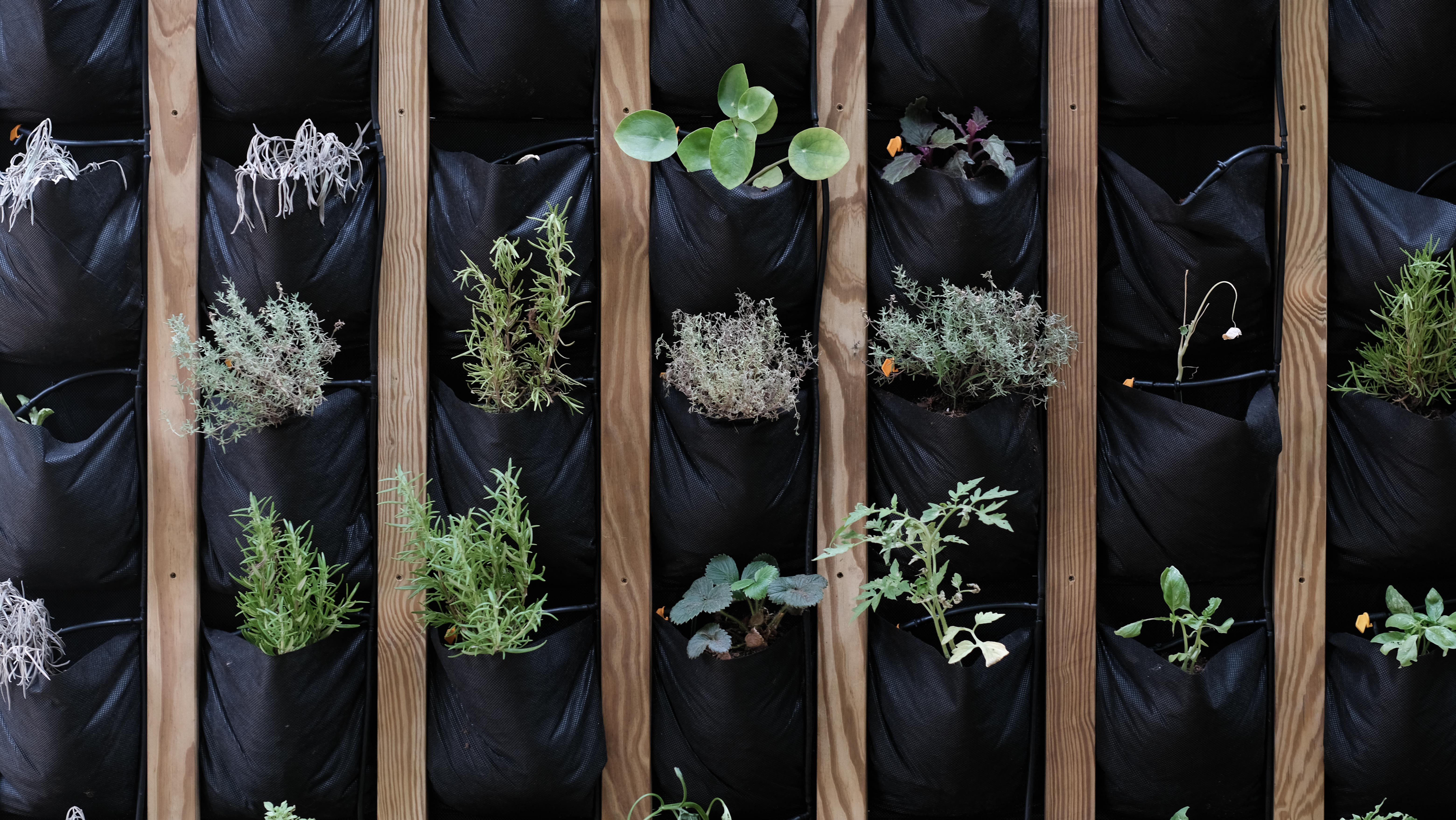 L’escola verda, una resposta a la crisi climàtica