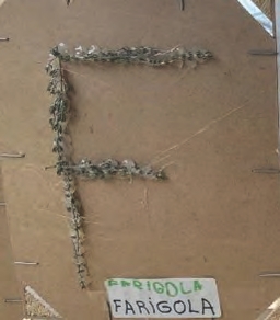 Alfabets distints que inclouen