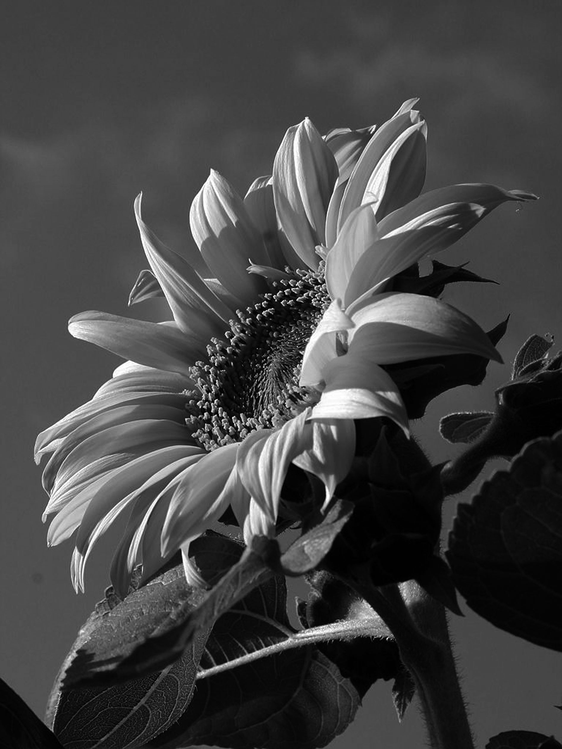 El conte. El gira-sol