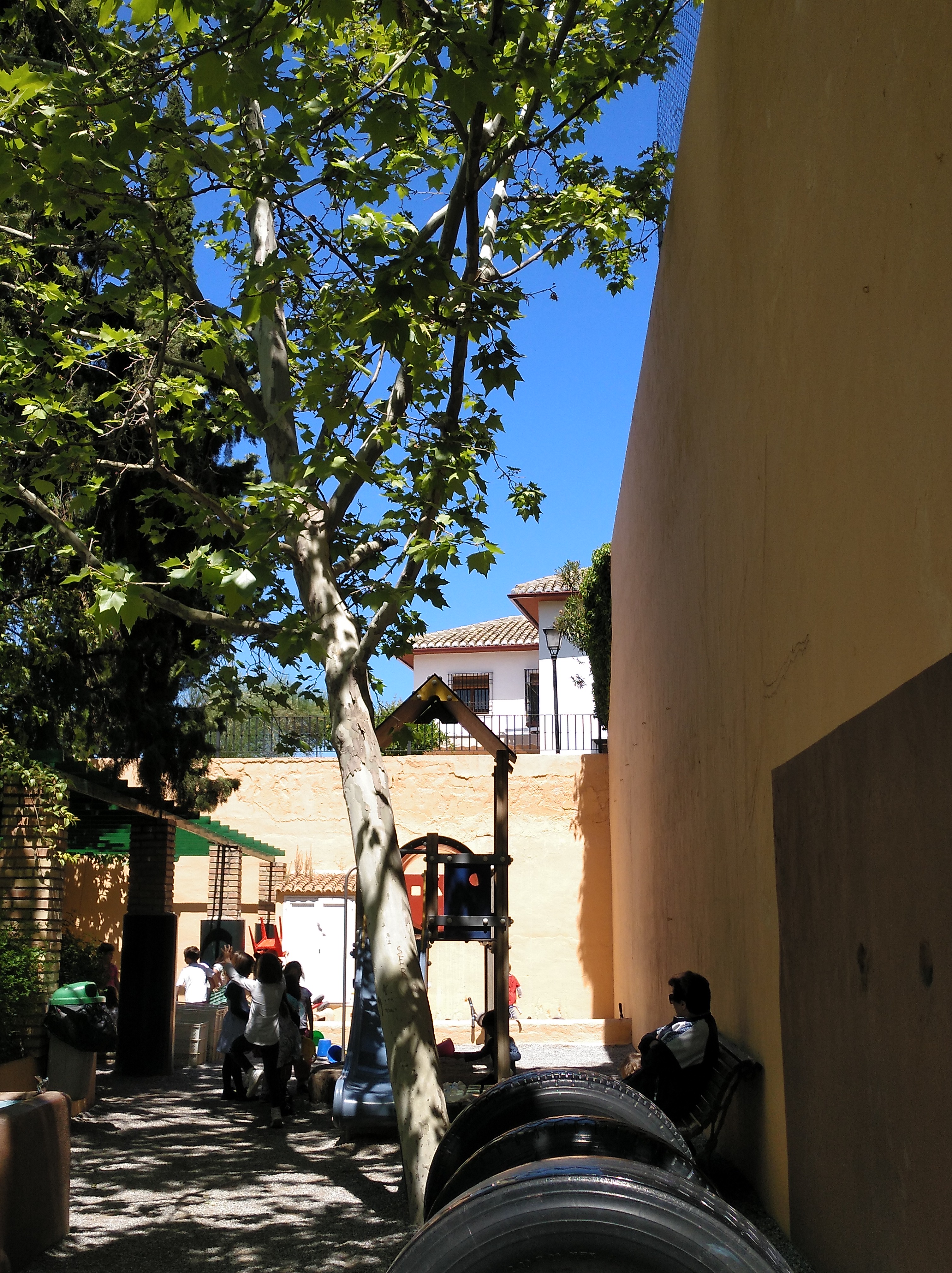 Escuela 3-6. La buena sombra de nuestro plátano de sombra