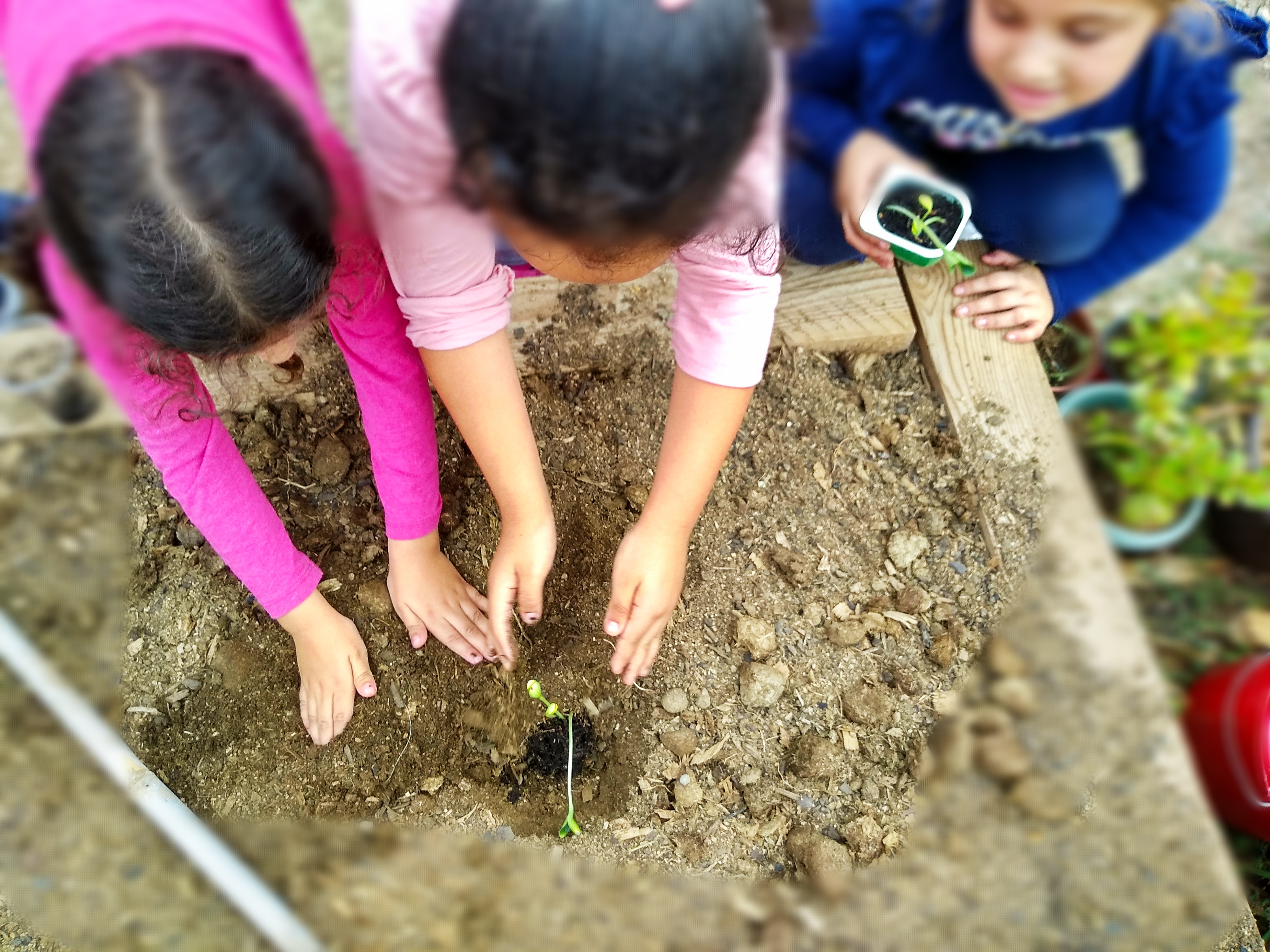 Bones pensades. Les maduixes estan vermelles? Anem a l’hort!