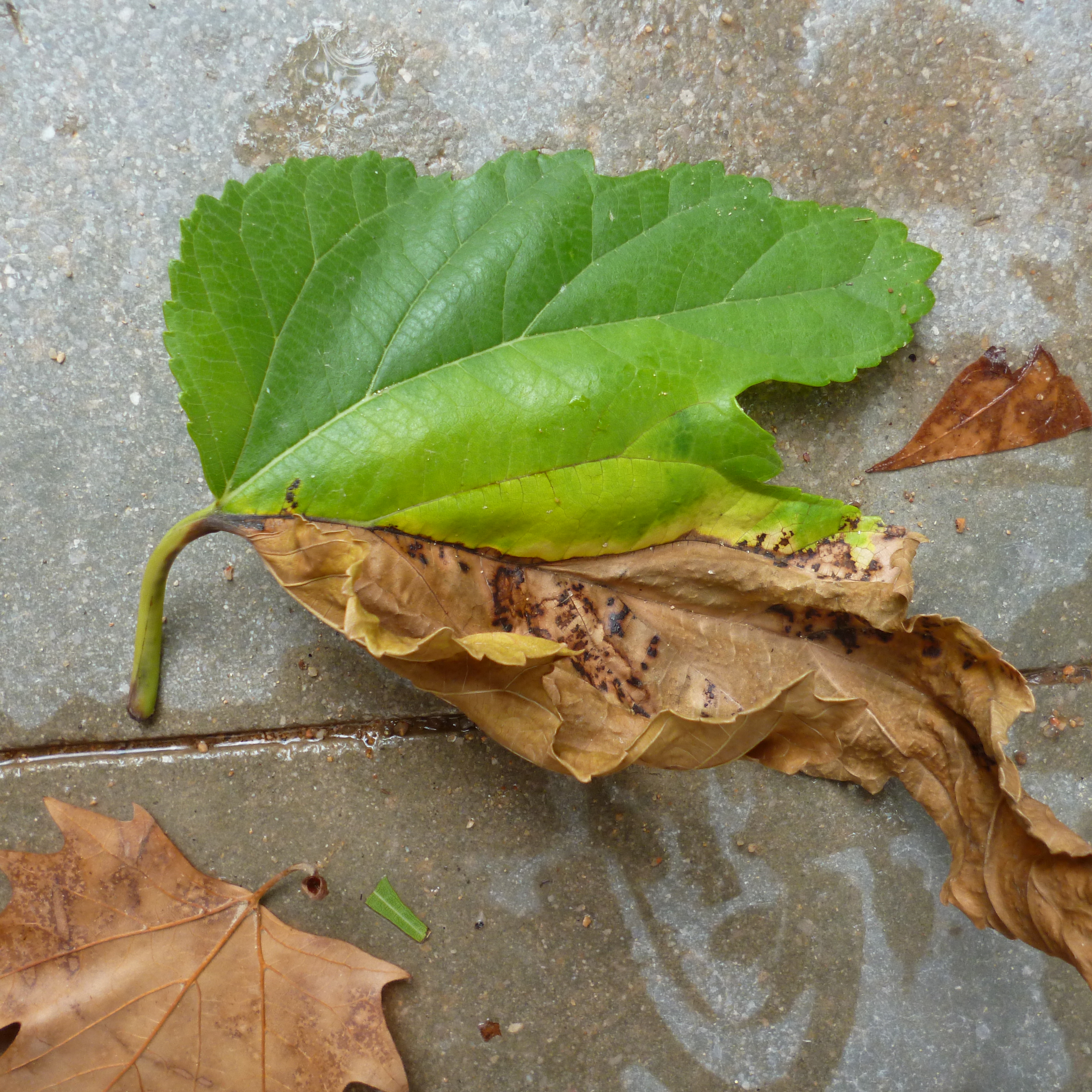Escola 3-6. La natura pinta